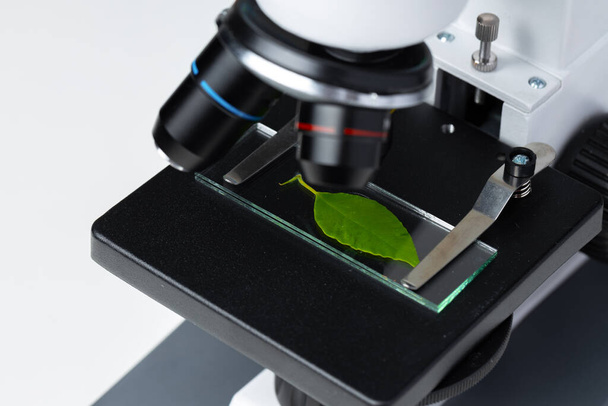 Close up of a plant leaf on a glass slide in a microscope. Biotechnology concept - Zdjęcie, obraz