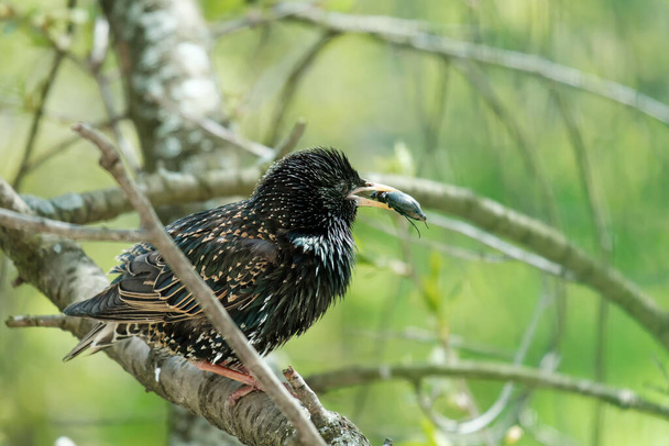 Common starling with a beetle in its beak sits on a branch. Feeding the chicks, raising offspring. Close-up. - Photo, Image