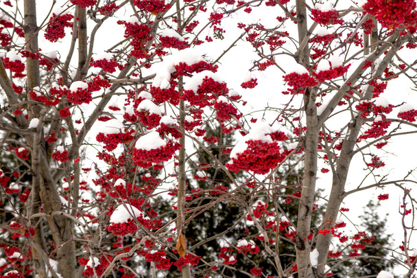 Eberesche im Schnee - Foto, Bild