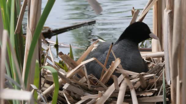 fekete vízi csirke egy fészekben a tyúkok 2020 coot - Felvétel, videó