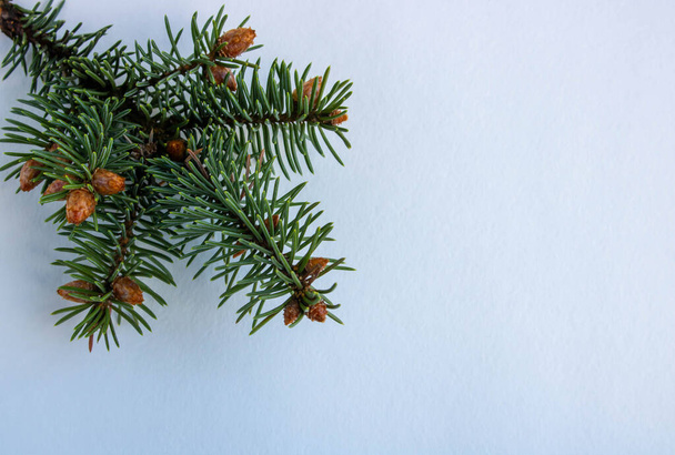 Une branche d'épinette avec de petits cônes isolés sur un fond blanc Le concept de la nouvelle année et Noël
. - Photo, image