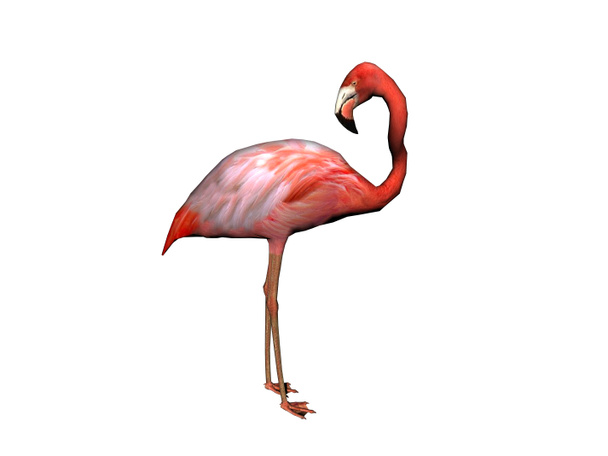 rózsaszín flamingó hosszú nyakkal - Fotó, kép