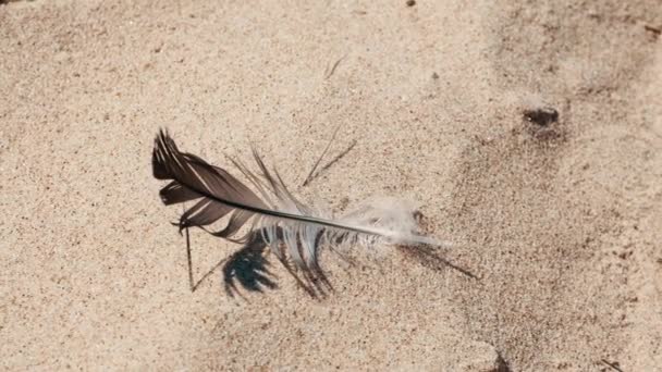 Feather of a seagull with beautiful shadow in the sand, swaying on windy day - Footage, Video