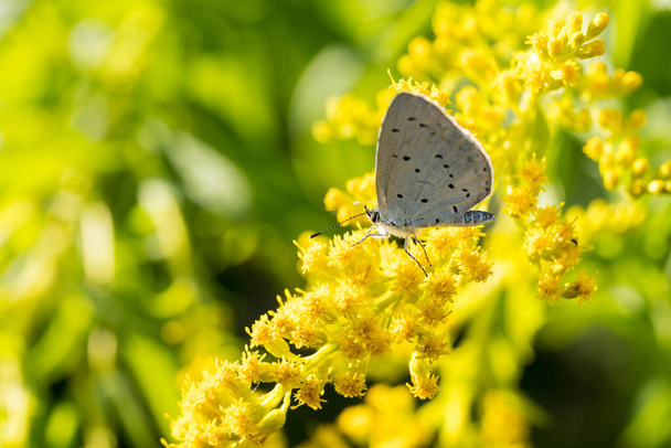 Insects like the bee fly,  bee and a holly blue butterfly on the flowers of the yellow gardenplant goldenrod ( Solidago virgaurea or European goldenrod or woundwort ) collecting pollen and nectar - Photo, Image