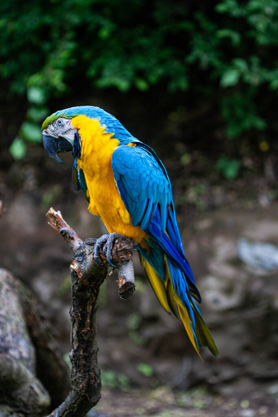 papagaio arara selvagem em um ramo de madeira
 - Foto, Imagem