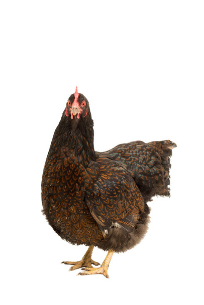Portrét Barnevelder slepice kuře, zlatá tkanice s černým stojící celé tělo izolované na bílém pozadí - Fotografie, Obrázek
