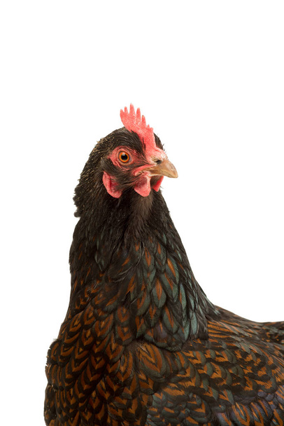 A Portrait of a Barnevelder hen chicken, golden laced with black close up from the head isolated on a white background - Zdjęcie, obraz