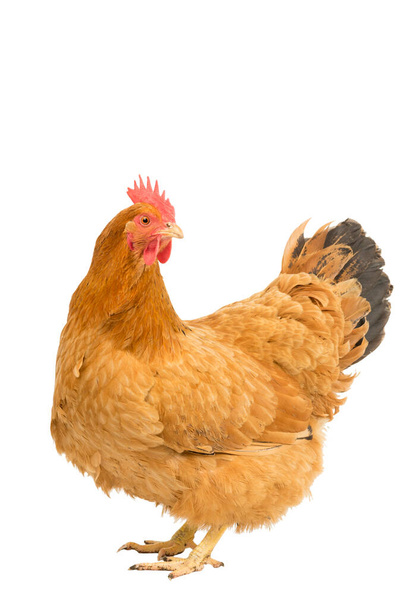Portrait d'un poulet de poule rouge du New Hampshire debout tout le corps isolé sur un fond blanc
 - Photo, image