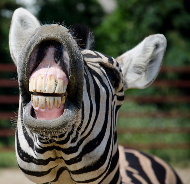 vicces zebra - Fotó, kép
