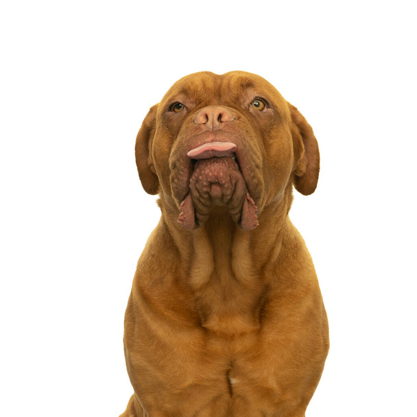 Πορτρέτο του κεφαλιού ενός ενήλικου σκύλου Dogue de Bordeaux, θηλυκό, προεξέχει από τη γλώσσα της σε ένα cheecky τρόπο απομονώνονται σε λευκό φόντο - Φωτογραφία, εικόνα