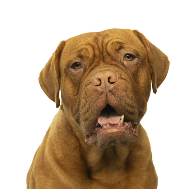 Porträt des Kopfes eines erwachsenen Dogue de Bordeaux Hundes, Hündin isoliert auf weißem Hintergrund - Foto, Bild
