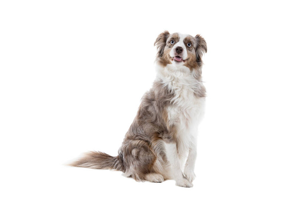 A brown and white Australian Shepherd dog sitting isolated in white background  looking up and giving paw - Photo, Image