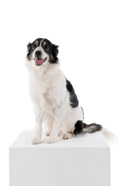 Black and white Australian Shepherd dog sitting isolated in white background  looking front view - Photo, Image