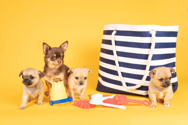 Funny scene with mother chihuahua and three puppies on an day out at the beach with a bag and beach toys - Photo, Image