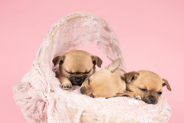 Três filhotes de cachorro Chihuahua bonitos dormindo em uma pele rosa em uma cesta de renda rosa com fundo rosa
 - Foto, Imagem
