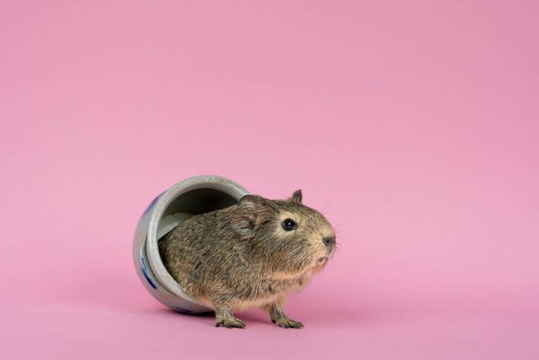 A cute small baby guinea pig sitting in a cologne earthenware pot on pink coloured background - Foto, Bild