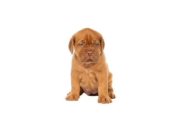 Cute puppy Frensh breed dogue de Bordeaux sitting isolated on a white background with copy space - Photo, Image