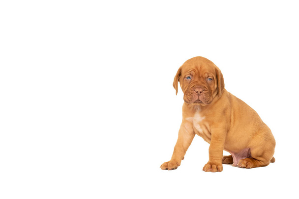 Carino cucciolo Frensh razza dogue de Bordeaux seduto isolato su uno sfondo bianco con spazio copia
 - Foto, immagini