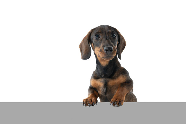 Closeup of a bi-colored black and tan wire-haired Dachshund dog isolated on a white background with grey underground - Photo, Image