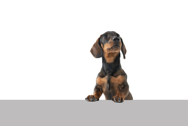 Closeup of a bi-colored black and tan wire-haired Dachshund dog isolated on a white background with grey underground - Photo, Image