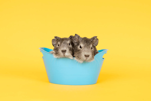 Deux jeunes cobayes gris mignons à côté de l'autre dans un bain bleu sur un fond jaune
 - Photo, image