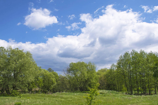 Zöld rét napfényes tisztáson a fák között kora nyáron, kék ég felhőkkel - Fotó, kép