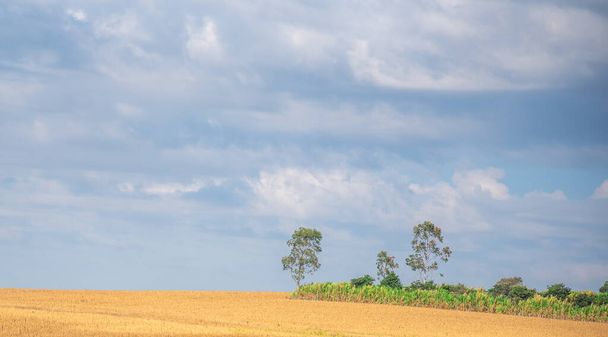 Αγροτικό τοπίο. Καλλιέργεια σόγιας στο στάδιο της συγκομιδής. Αγροτική περιοχή στη νότια Βραζιλία. γεωργική περιοχή. Τομέας παραγωγής σιτηρών για ανθρώπινη κατανάλωση. - Φωτογραφία, εικόνα