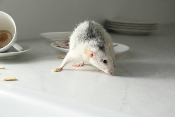 Rat near dirty dishes on table indoors. Pest control - Фото, изображение