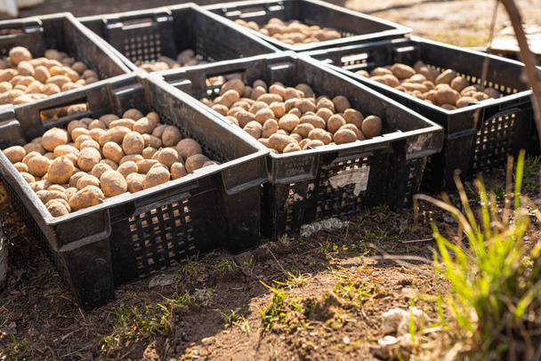potato planting season. Tubers lie in black boxes in the sun for germination - Fotoğraf, Görsel
