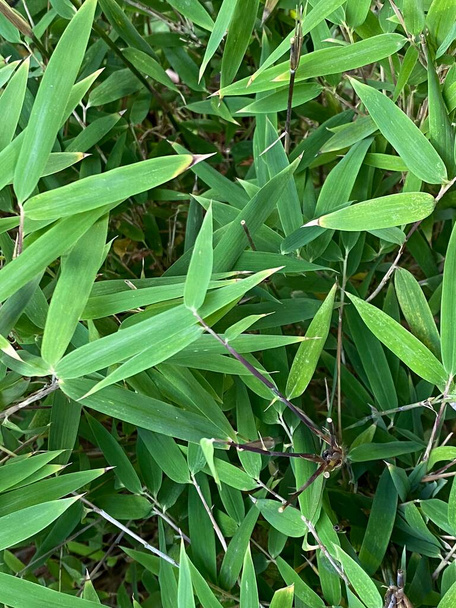 Fotografie listů rostlin, bambusu, věčně zelených trvalých kvetoucích rostlin z podčeledi Bambusoideae z čeledi Poaceae. - Fotografie, Obrázek
