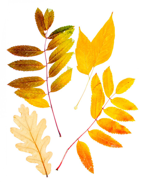 Сухие осенние листья - Фото, изображение