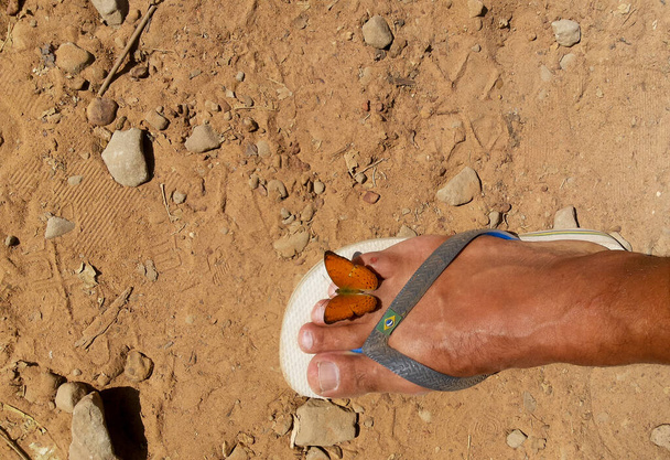 όμορφη πορτοκαλί πεταλούδα στηρίζεται στο δεξί πόδι σε βραζιλιάνικα σανδάλια σε μια πολύ φωτεινή εικόνα. Χτύπησε το πόδι - Φωτογραφία, εικόνα