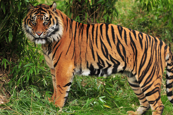 тигр в джунглях - Фото, изображение