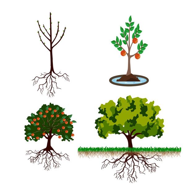 Etapy wzrostu drzew od kiełków do roślin dorosłych - Wektor, obraz