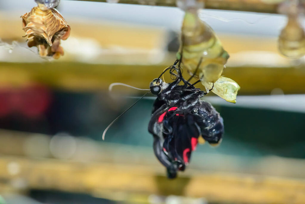Hämmästyttävä hetki perhonen muutos muodossa chrysalis - Valokuva, kuva