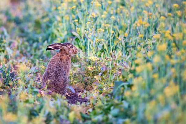Zblízka vystrašený evropský zajíc nebo Lepus europaeus v přírodě - Fotografie, Obrázek