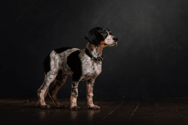 mixed breed puppy in a collar standing indoors - Valokuva, kuva