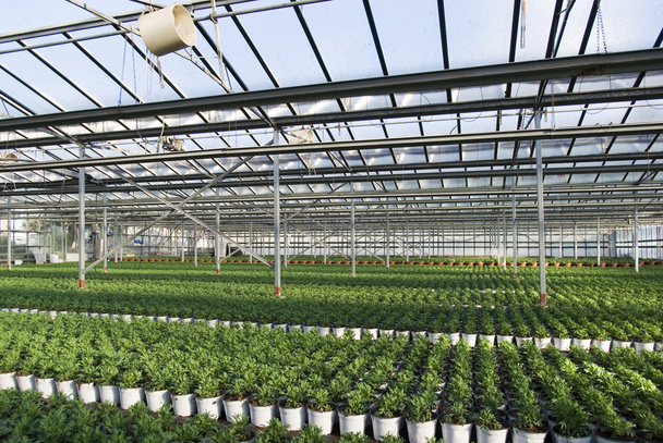 Commercial plants growing in greenhouse - Photo, Image