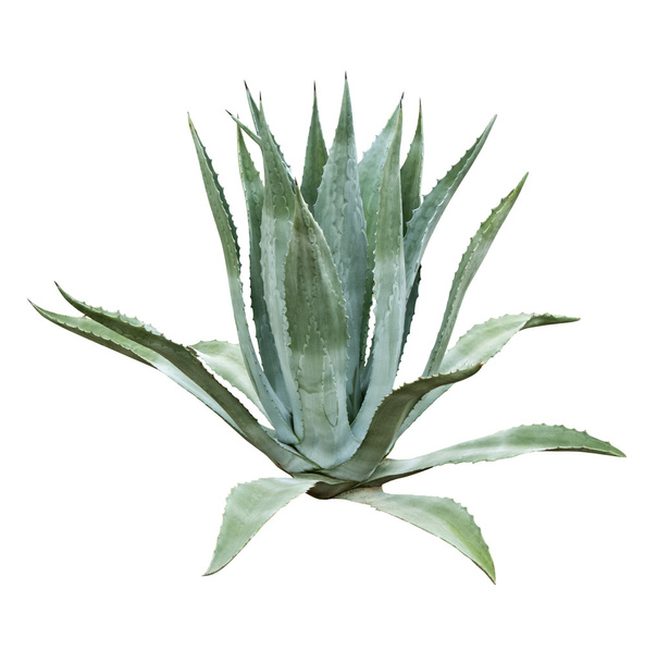 Aloe bush - Foto, imagen