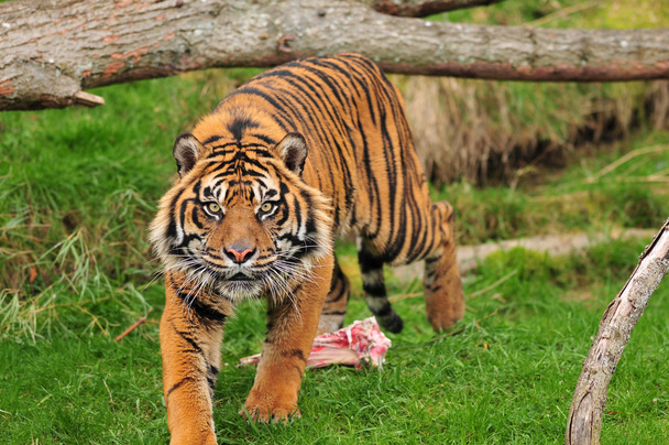tigre faminto
 - Foto, Imagem
