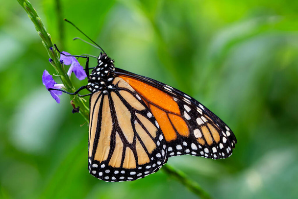Macro shots, Beautiful nature scene. Closeup beautiful butterfly sitting on the flower in a summer garden. - Photo, Image