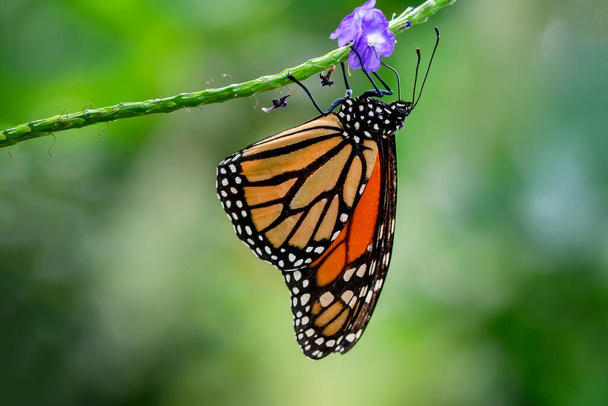 Makroaufnahmen, Schöne Naturszene. Nahaufnahme schöner Schmetterling sitzt auf der Blume in einem Sommergarten. - Foto, Bild