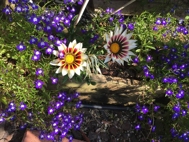 Photo of  Gazania, Treasure Flower or African Daisy, a showy tender perennials exhibiting brightly colored daisy-like flowers, Native to South Africa, and the lobelia plant. - Photo, Image