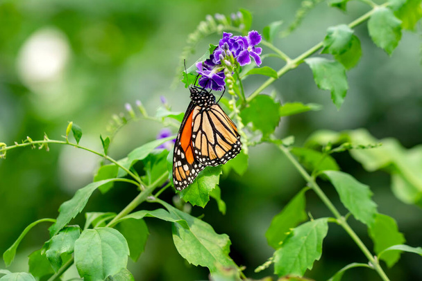 Macro shots, Belle scène de nature. Gros plan beau papillon assis sur la fleur dans un jardin d'été. - Photo, image