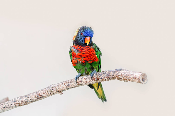 Один барвистий маленький папуга вантажівка сидить на гілці дерева і дивиться в камеру. Красивий дикий тропічний птах тварин. Краса дикої природи
.  - Фото, зображення