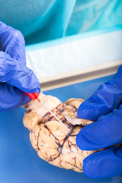 Physiology student examining a brain of a cow - Fotoğraf, Görsel
