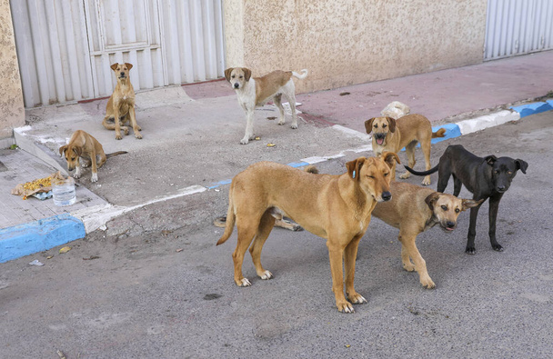 Stado bezpańskich psów na ulicach Agadiru.. - Zdjęcie, obraz