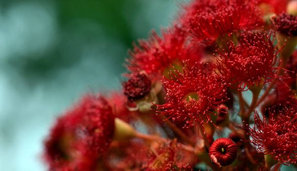 Červeně kvetoucí žvýkačkové květy a poupata australské rodné odrůdy Corymbia ficifolia Wildfire, čeledi Myrtaceae. Endemie Stirling Ranges u Albany na jihozápadním pobřeží západní Austrálie. - Fotografie, Obrázek