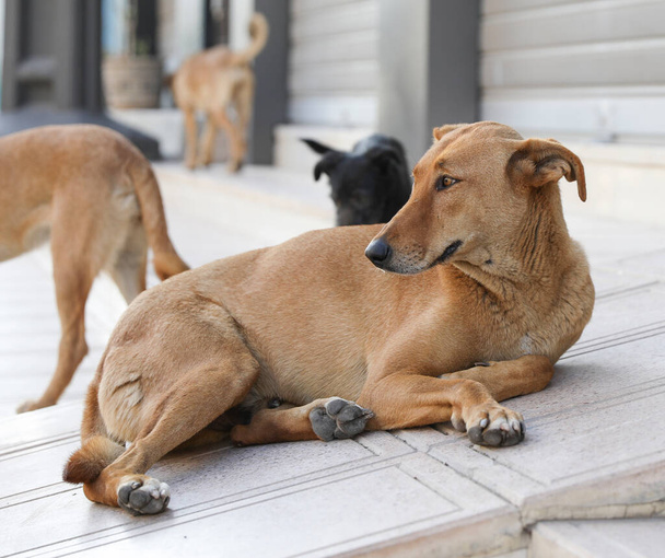 Ένα σμήνος αδέσποτων σκύλων στους δρόμους του Αγκαντίρ. - Φωτογραφία, εικόνα
