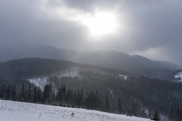 Ladin dağ ormanları karla kaplı.. - Fotoğraf, Görsel